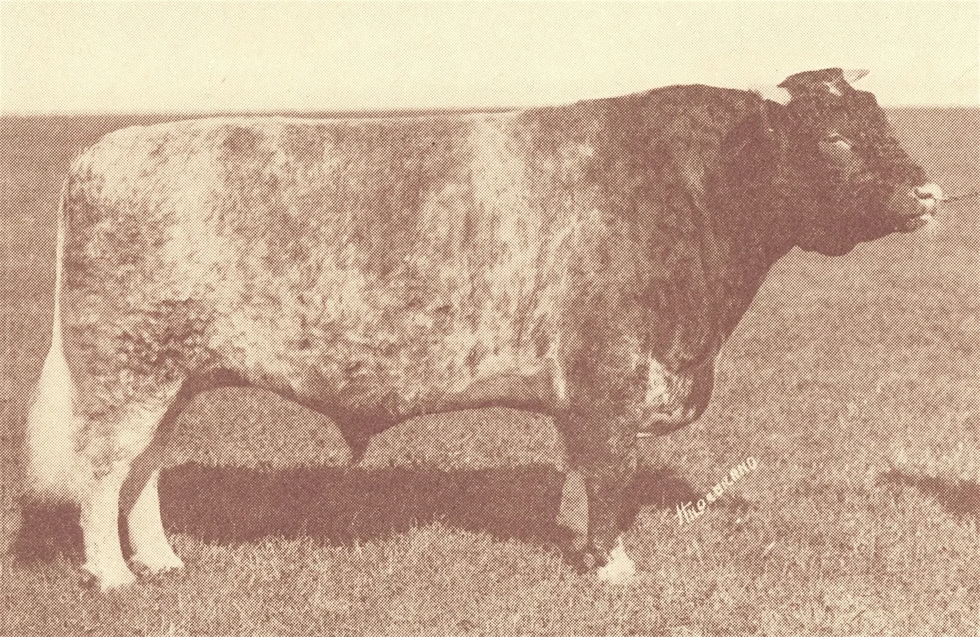 Whitehall Marshal.jpg