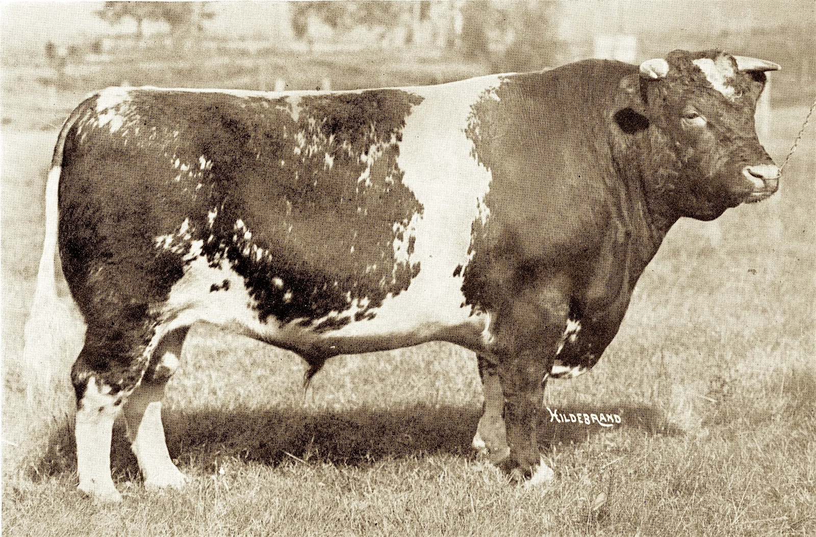 1910, '11, '13 Ringmaster 307894 bred by C.E. Clarke, St. Cloud, MN, shown by White & Smith, Gr. Champ Int'l..jpg