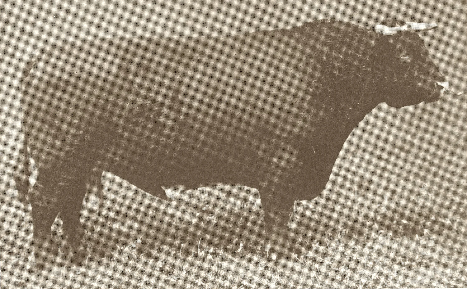 Matchless Dale .jpg