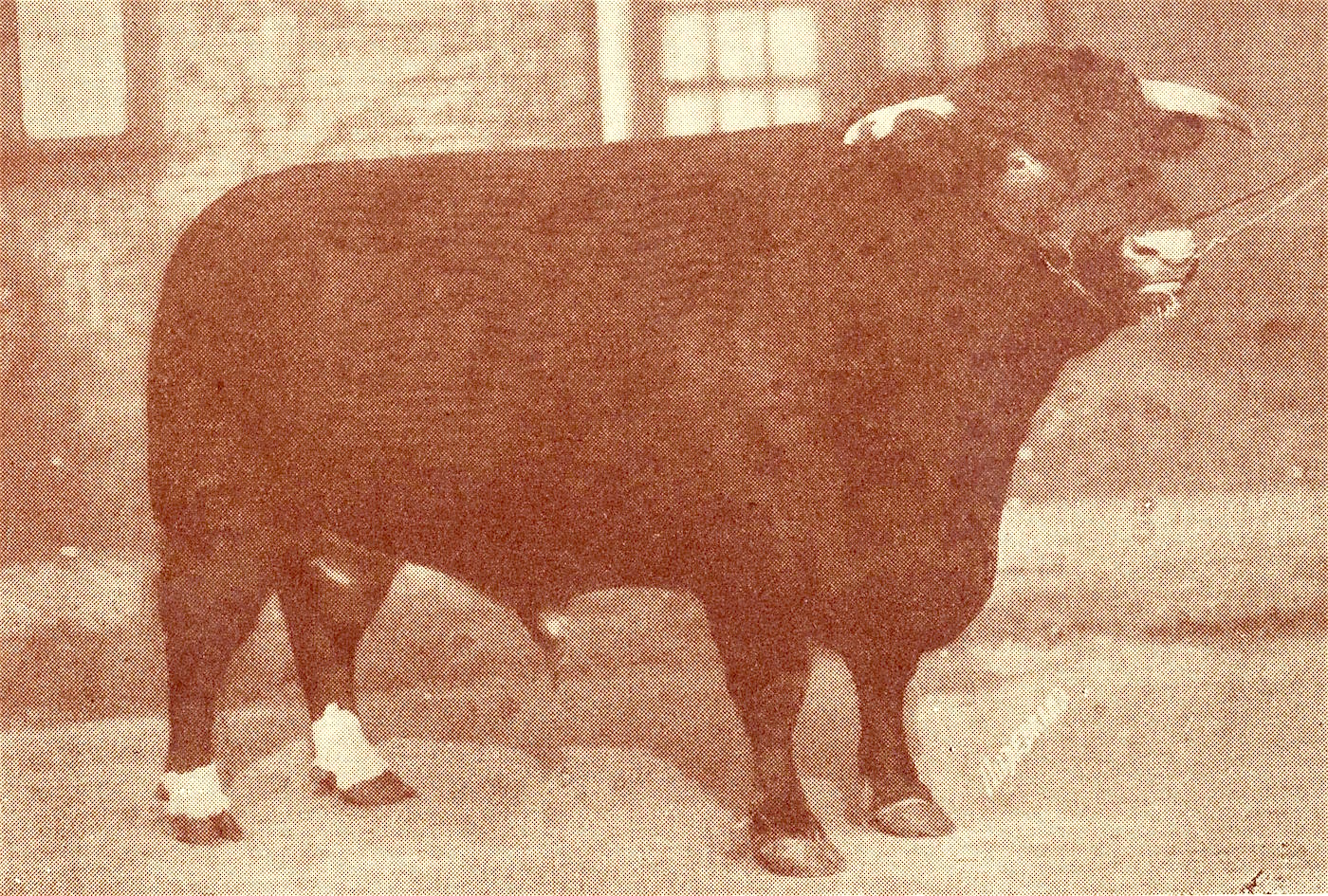 Rodney 753273.jpg