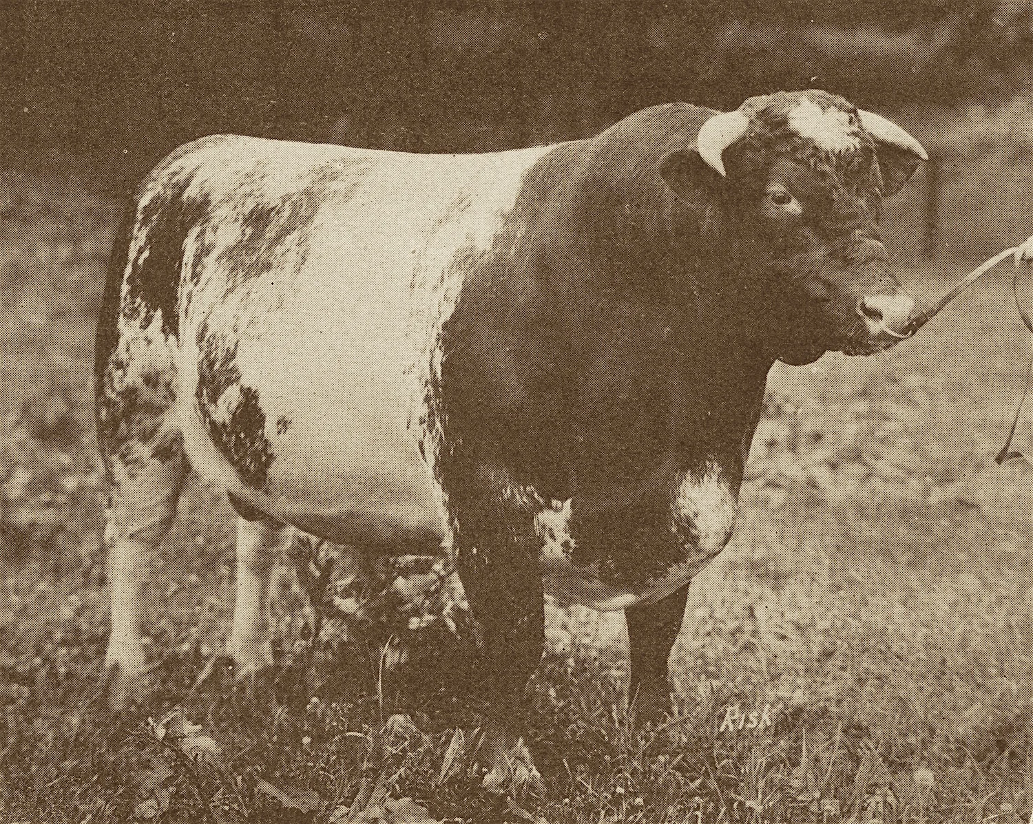 1922, '23 Maxwalton Monarch 699471.jpg