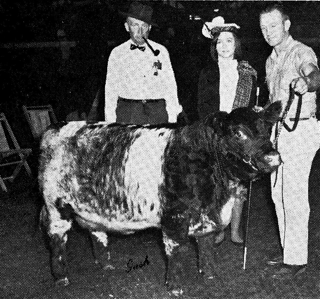 Shorthorn Yearling Heifer, 1960s