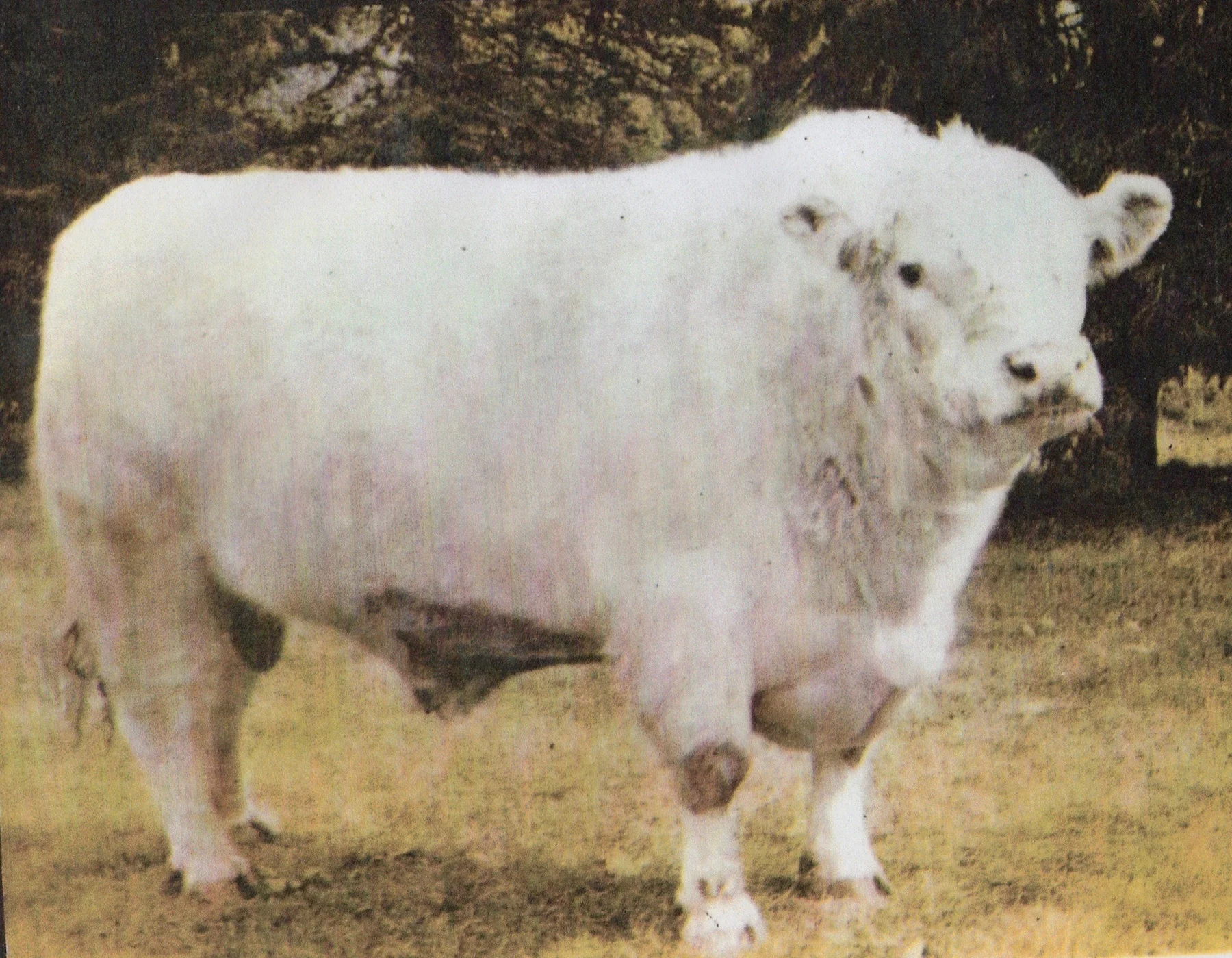 TPS Coronet Leader 21.jpg