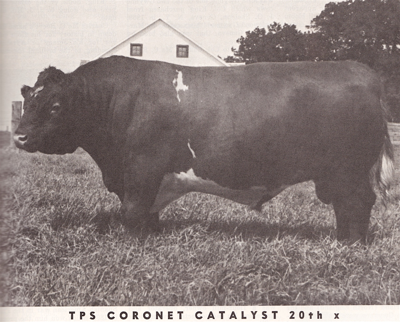 TPS Coronet Catalyst 20th.jpeg