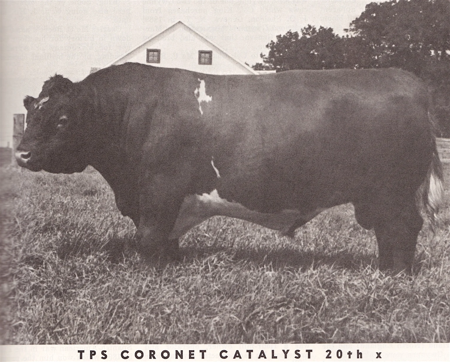 TPS Coronet Catalyst 20th.jpeg