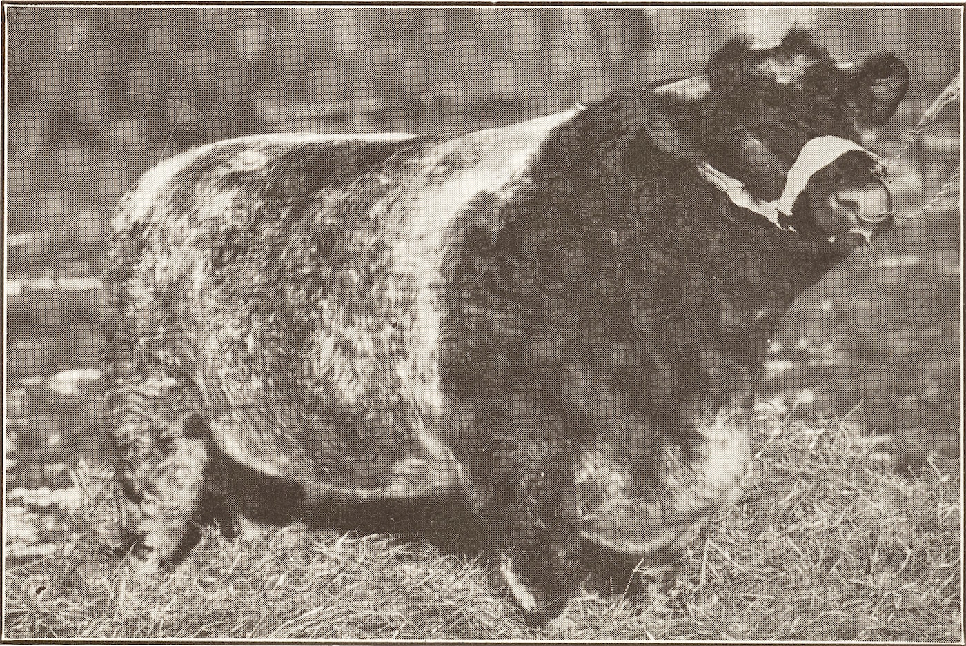 1929 Edellyn Favorite 1430250.jpg