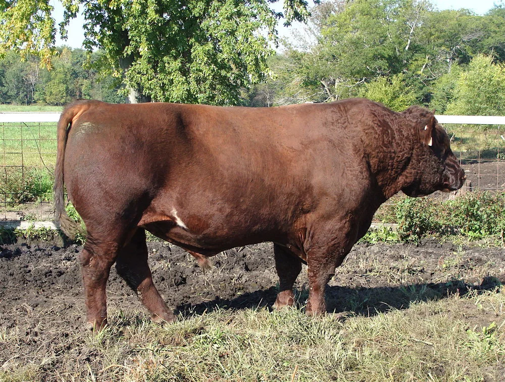 (Commercial Beef) Shorthorn Bull “Kaper 4508”