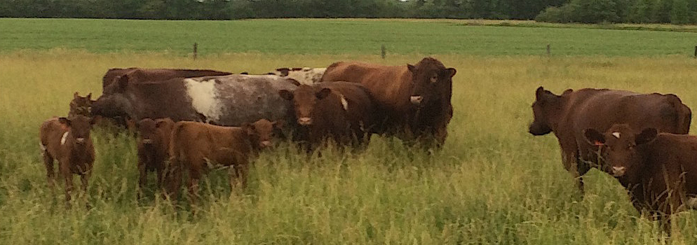 Shorthorns with Wolf Ridge Double Brute