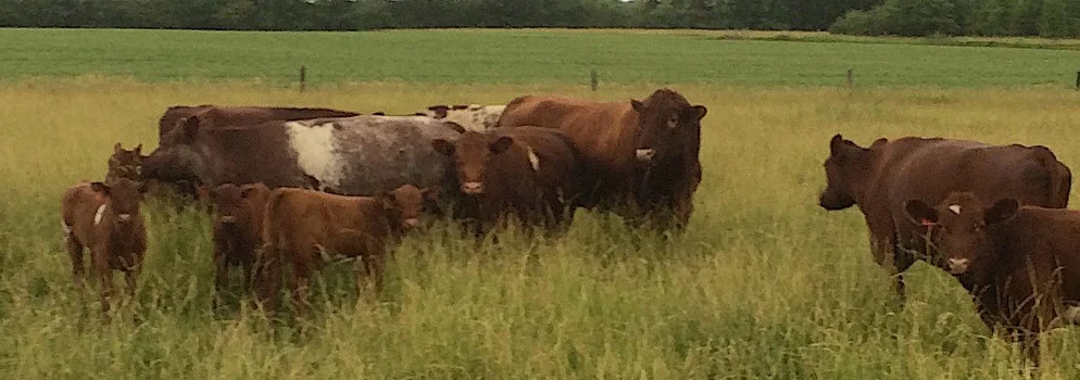 Laying the Foundation for a Production-Focused Purebred Herd