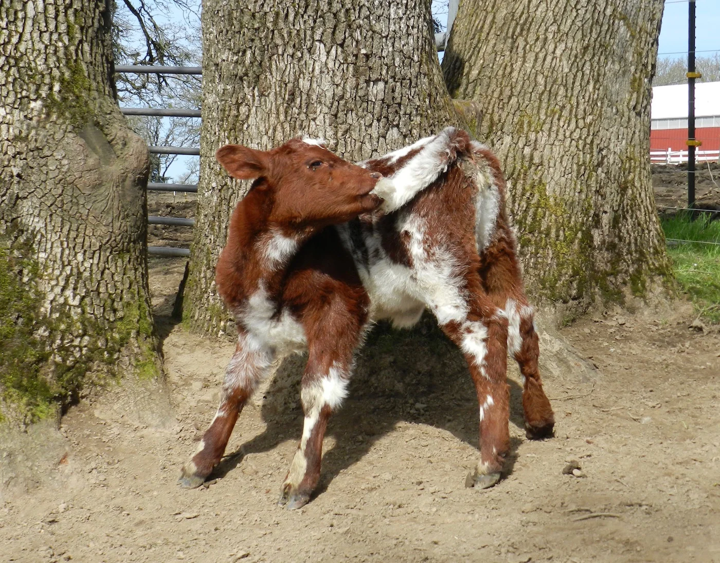 #15 Success! Finally caught my tail. by Sue Schallberger