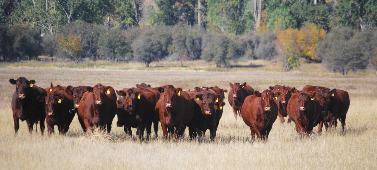 Group of cows.jpeg