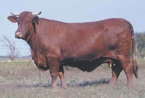 Santa Gertrudis cow