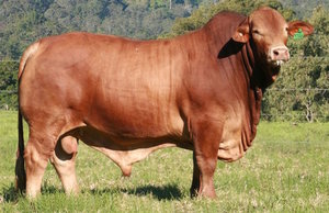 Droughtmaster Bull