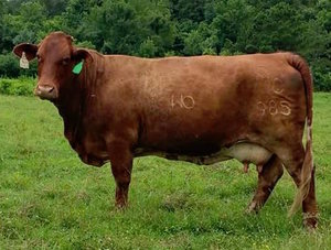 Beefmaster Cow