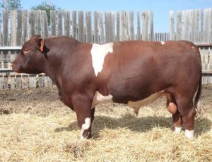 Maine-Anjou Bull