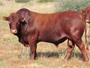 Bonsmara Bull