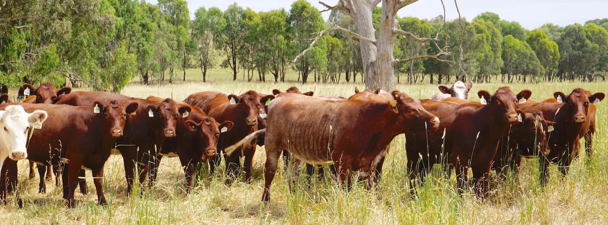 Group of Cows.jpg