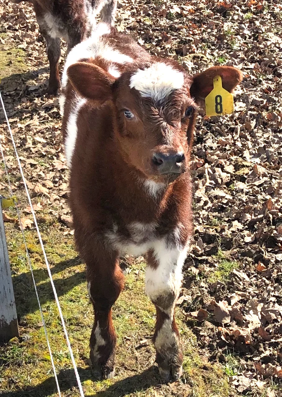 Black Noses on Shorthorn Cattle