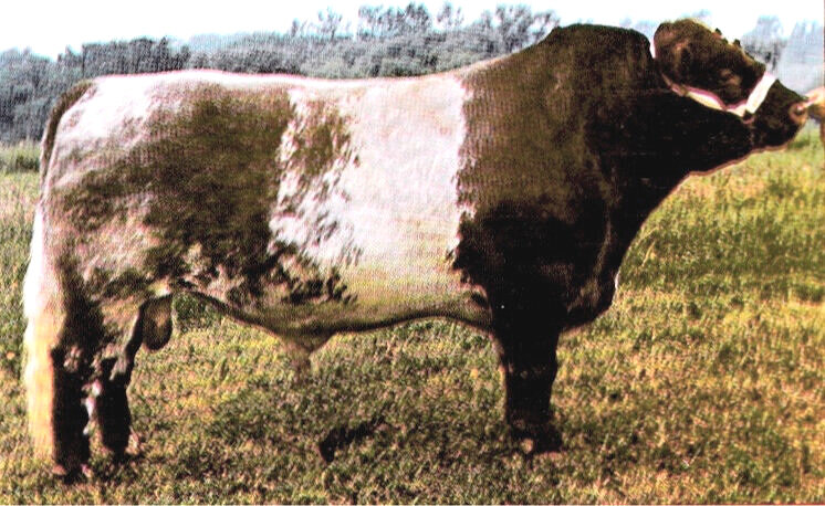 Brick Forge® Shorthorn Cow Brown with Horns & Udders Bull 