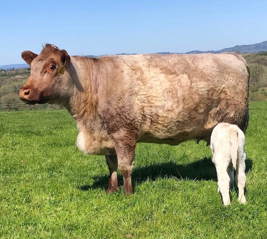 "Shorthorns"--What's in a Name?