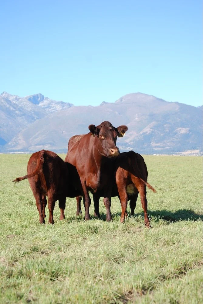 Red cow with twins copy.JPG