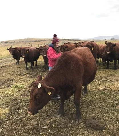 Cows waiting their turn for a back scratch copy.jpg