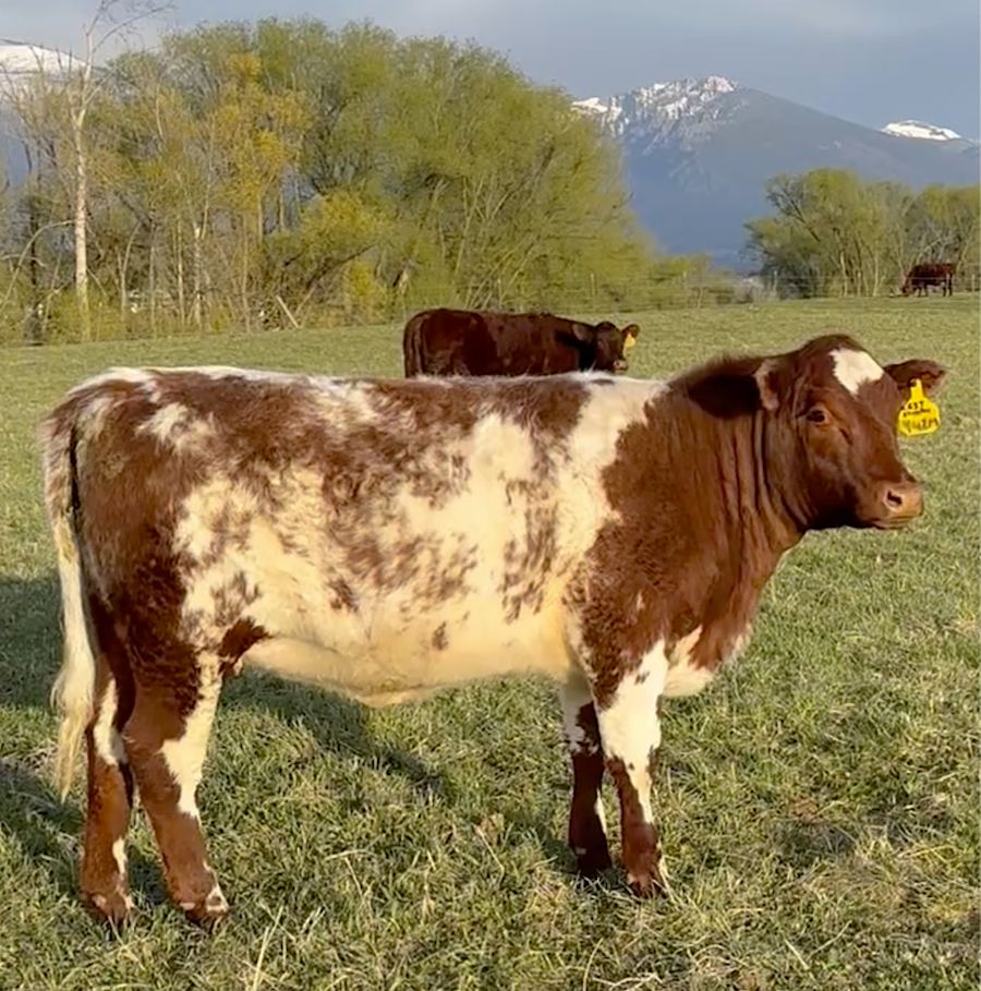 Larson yearling heifer.png