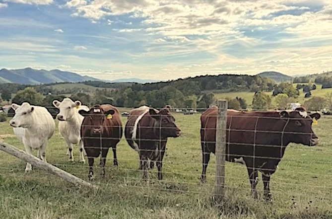 R. Moore's cattle.jpg