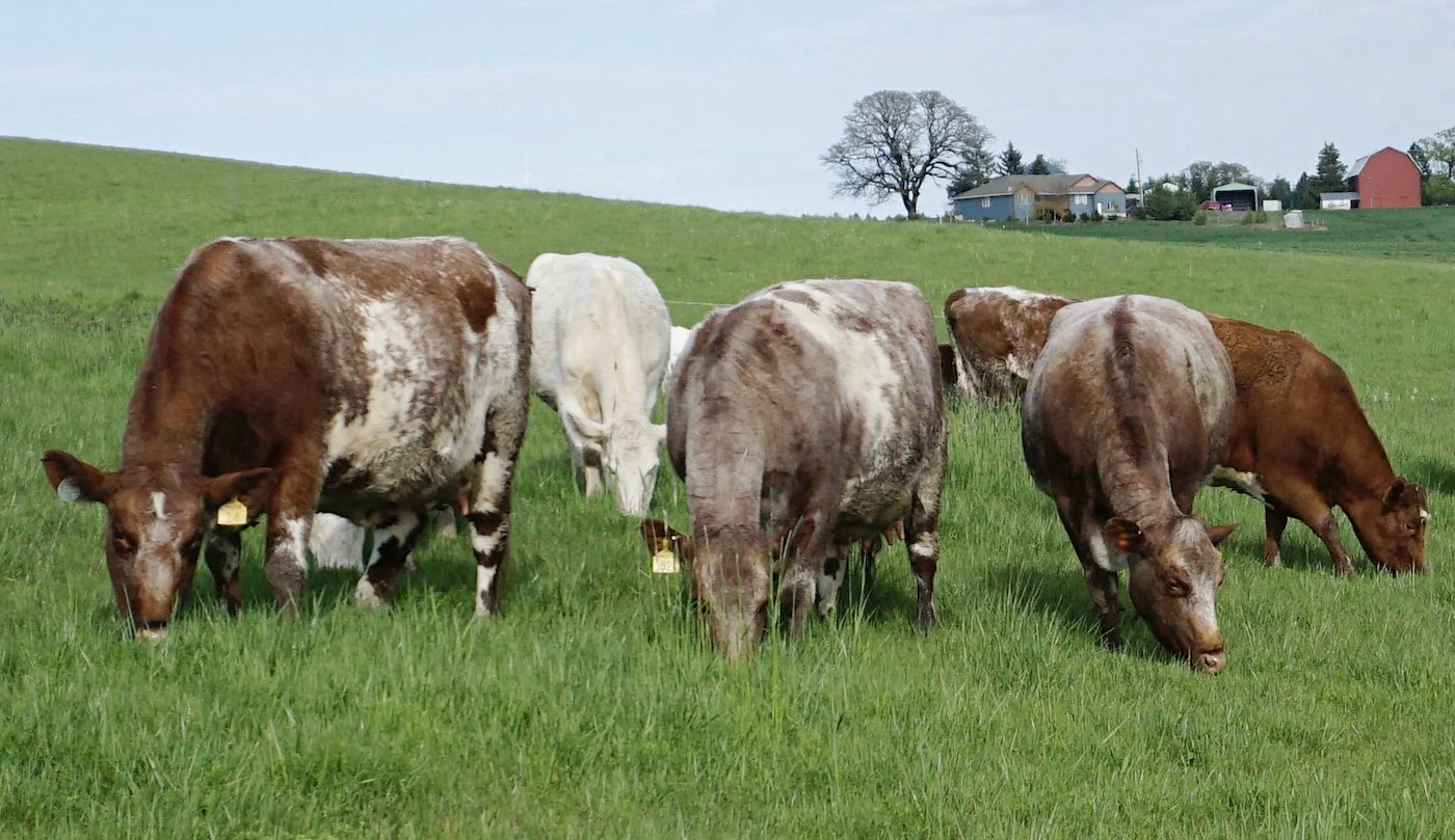 Group of cows.JPG