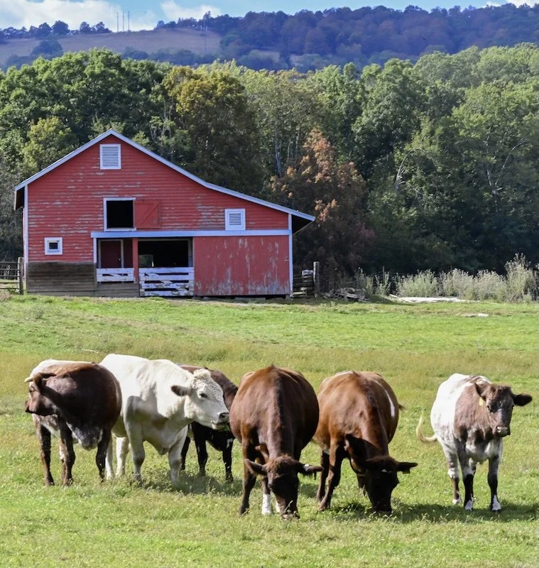 Donaldson 1 copy.jpg