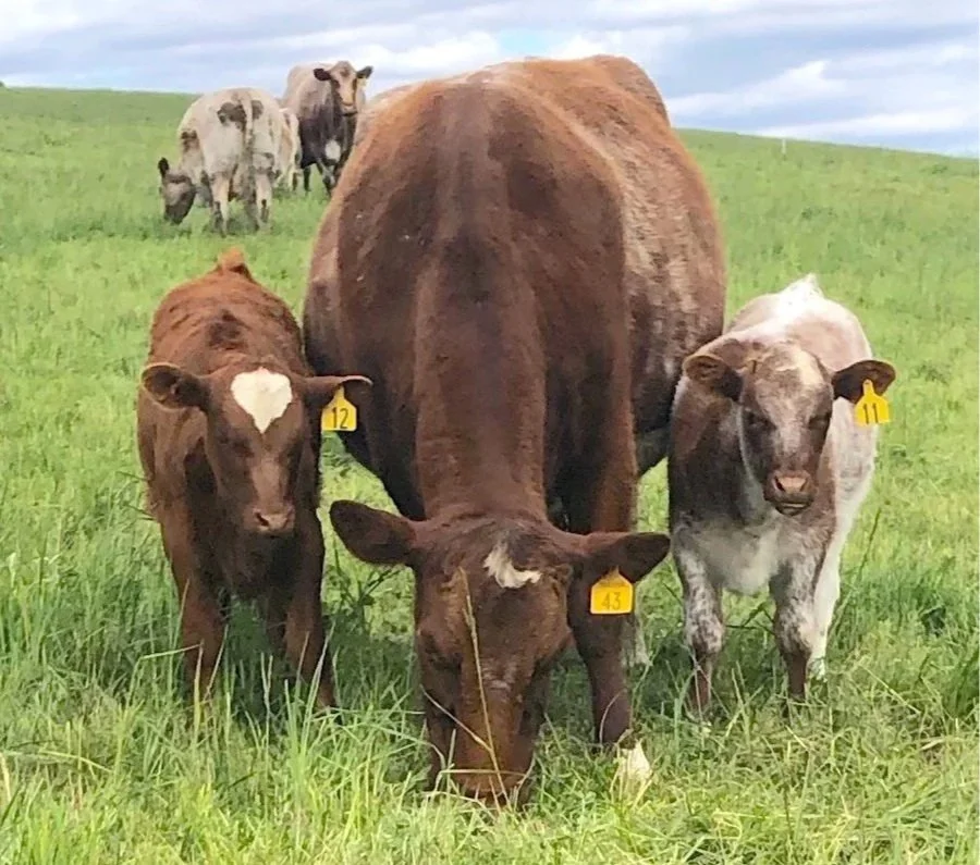 Missie-Molly and Dolly.jpg