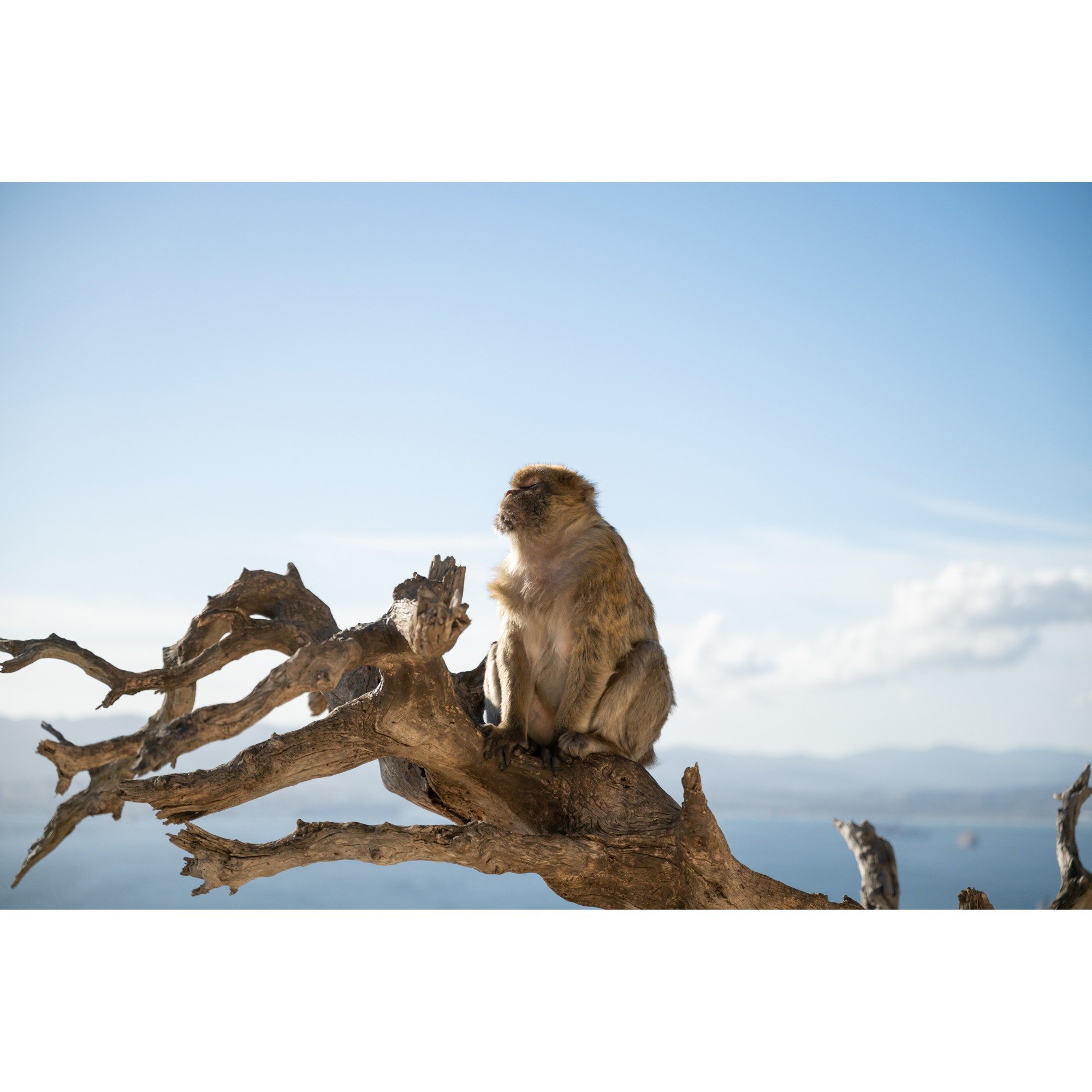 🐒 Monkey Business - Gibraltar Edition 

#NikonZ8 #Z8 #NikonCamera #MirrorlessCamera #Gibraltar