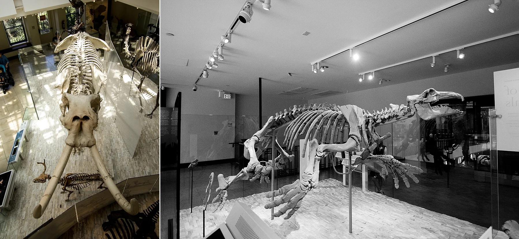 Documentary Photography at the LA County Museum of Natural History