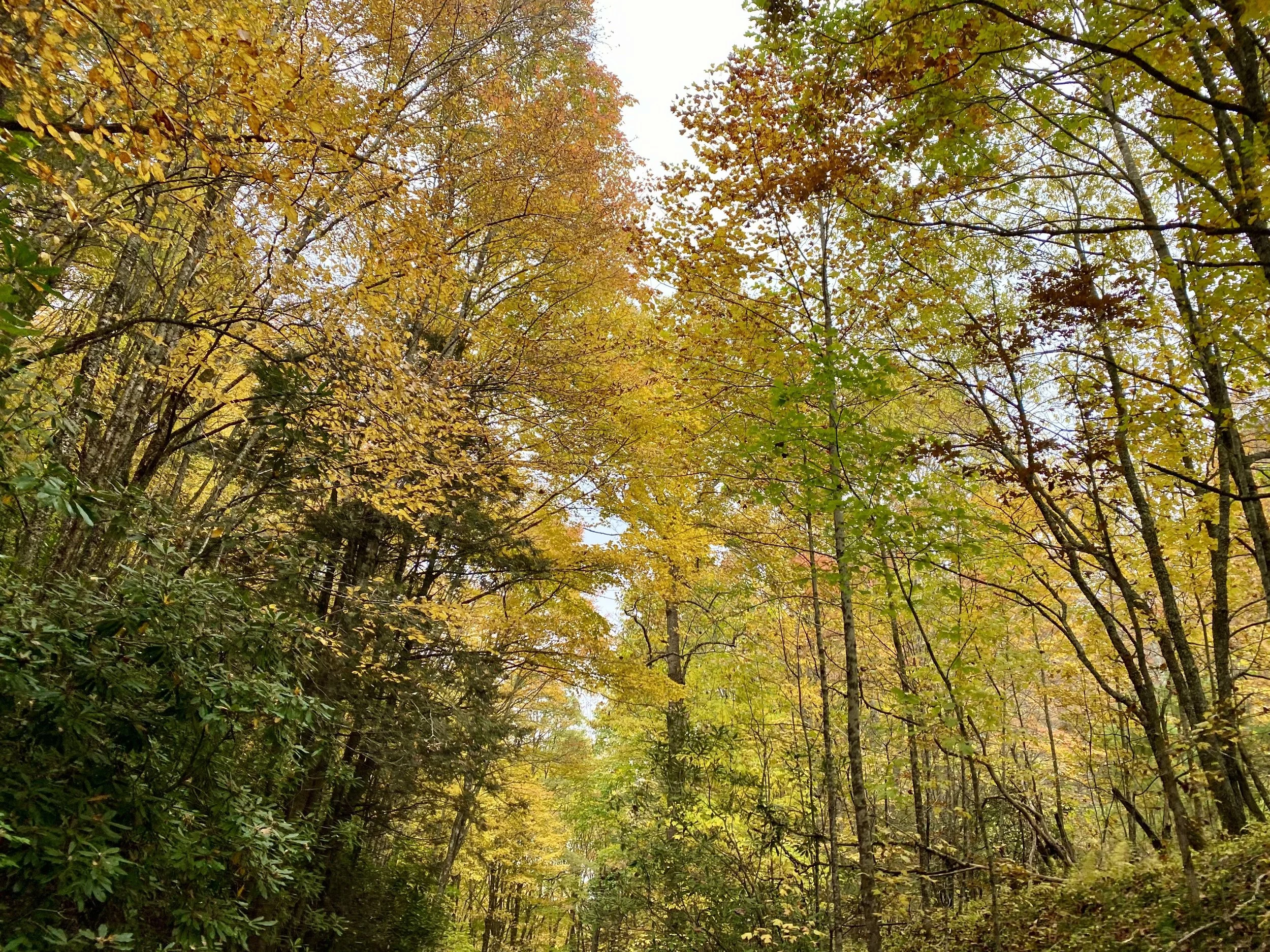 Golden autumn canopy over a clear forest trail