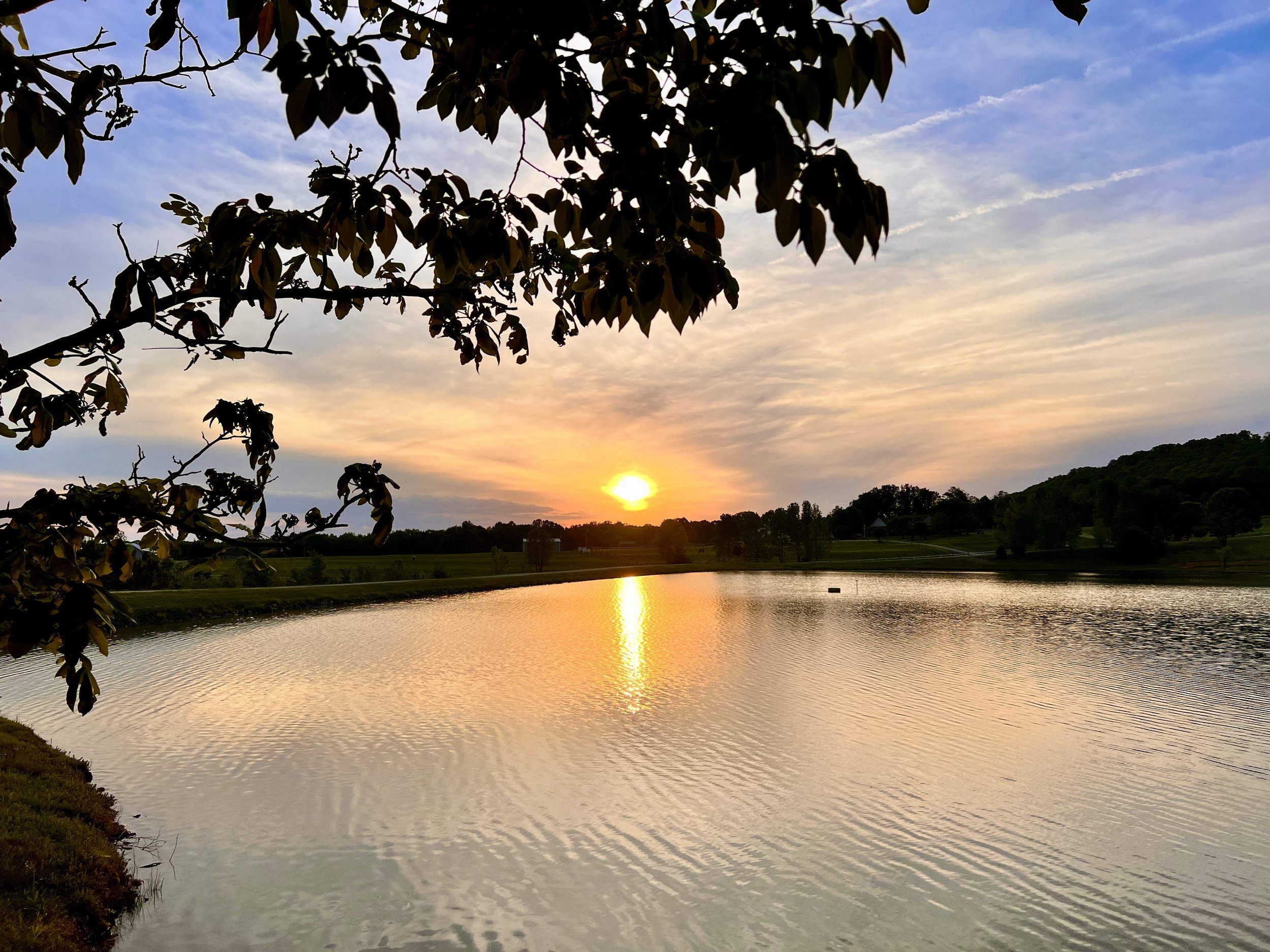 Sunset reflected on a calm farm pond framed by tree branches