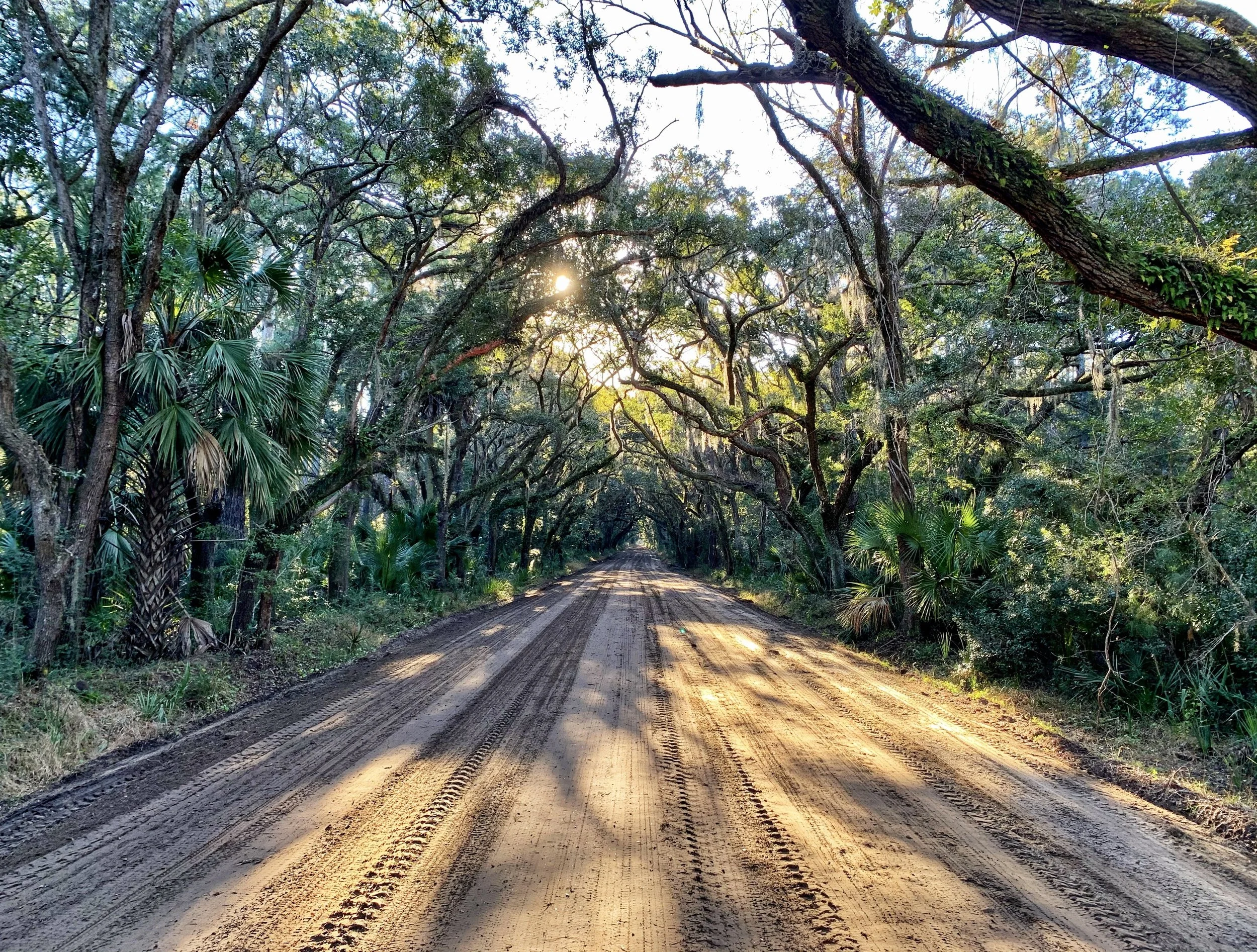Sunlit dirt road tunneling through oak trees draped in Spanish moss