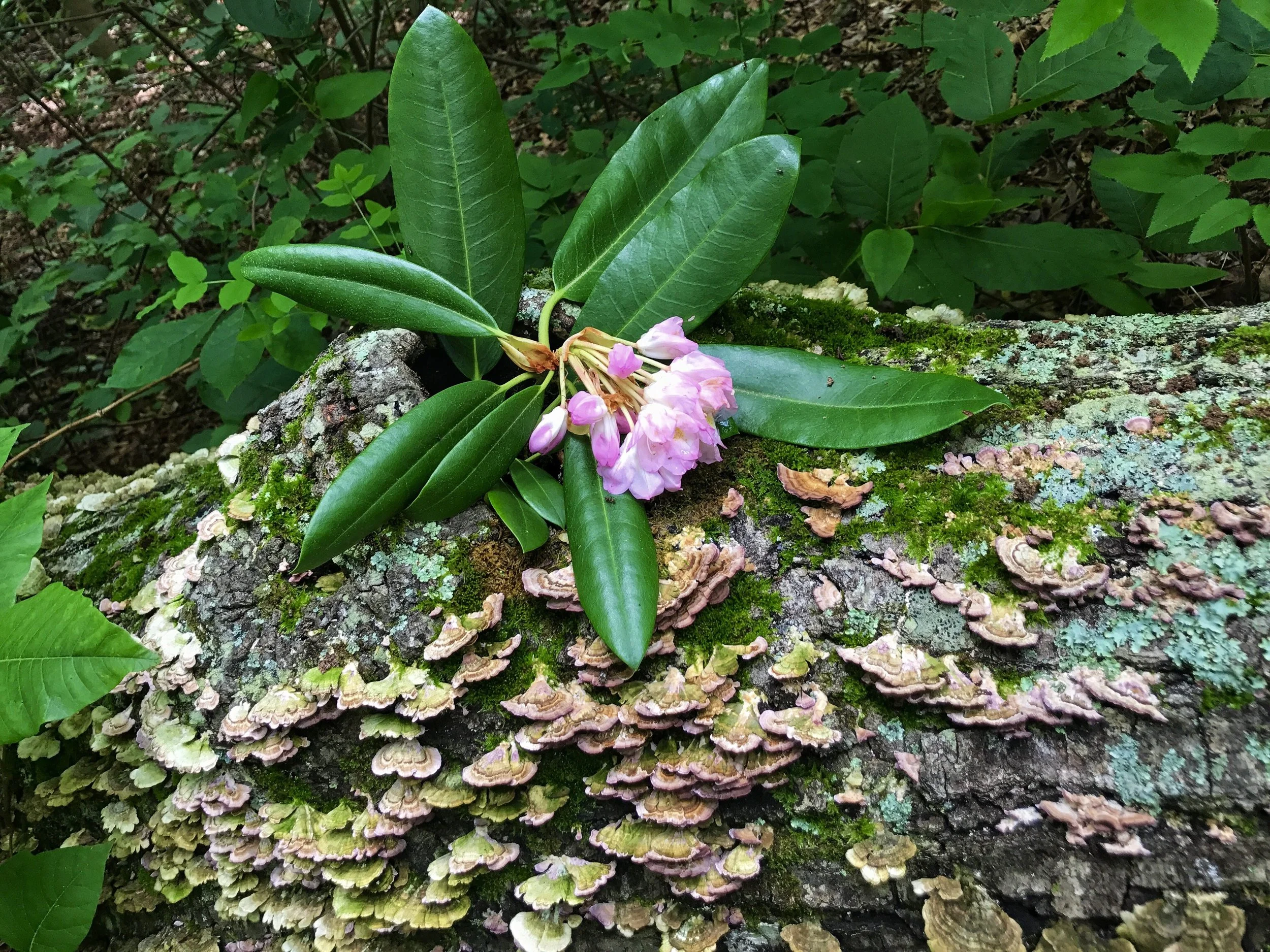 Mountain laurel blooms and turkey tail fungus on a moss-covered log