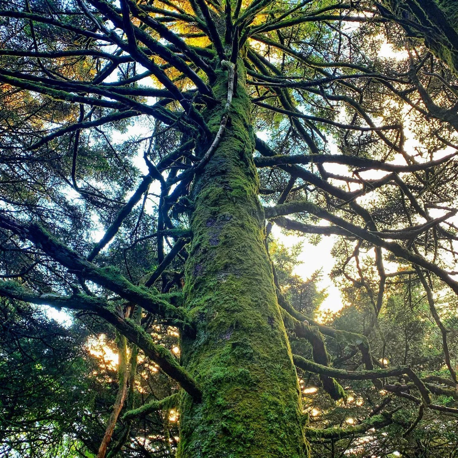 Looking straight up a moss-covered conifer trunk into a sunlit forest canopy