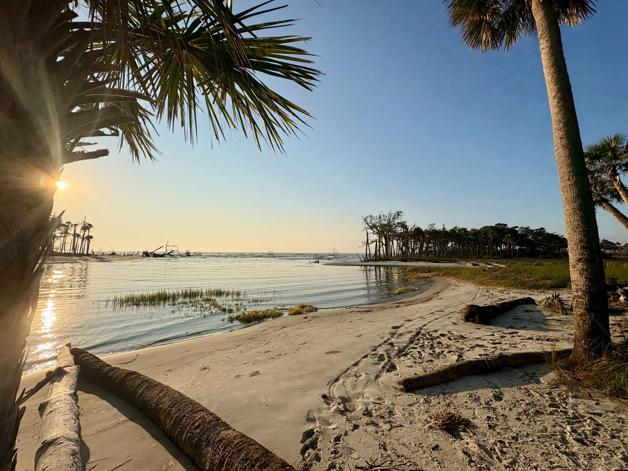 Sunrise over a driftwood-strewn beach lined with palm trees at Hunting Island State Park, South Carolina