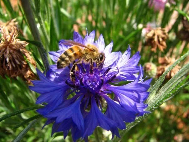 Honeybee gathering pollen from a cornflower