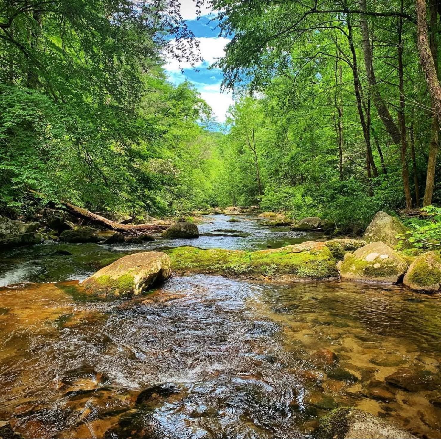 Clear mountain creek running through the forest