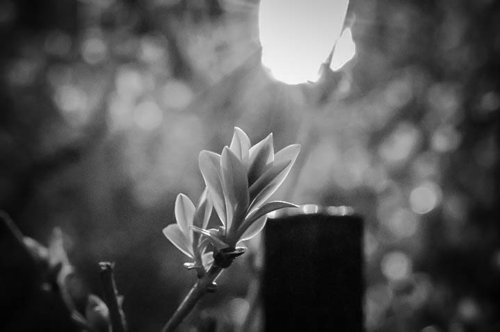 Light+on+Buds-2.jpg