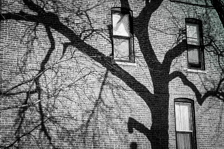 Tree+Shadow-2.jpg