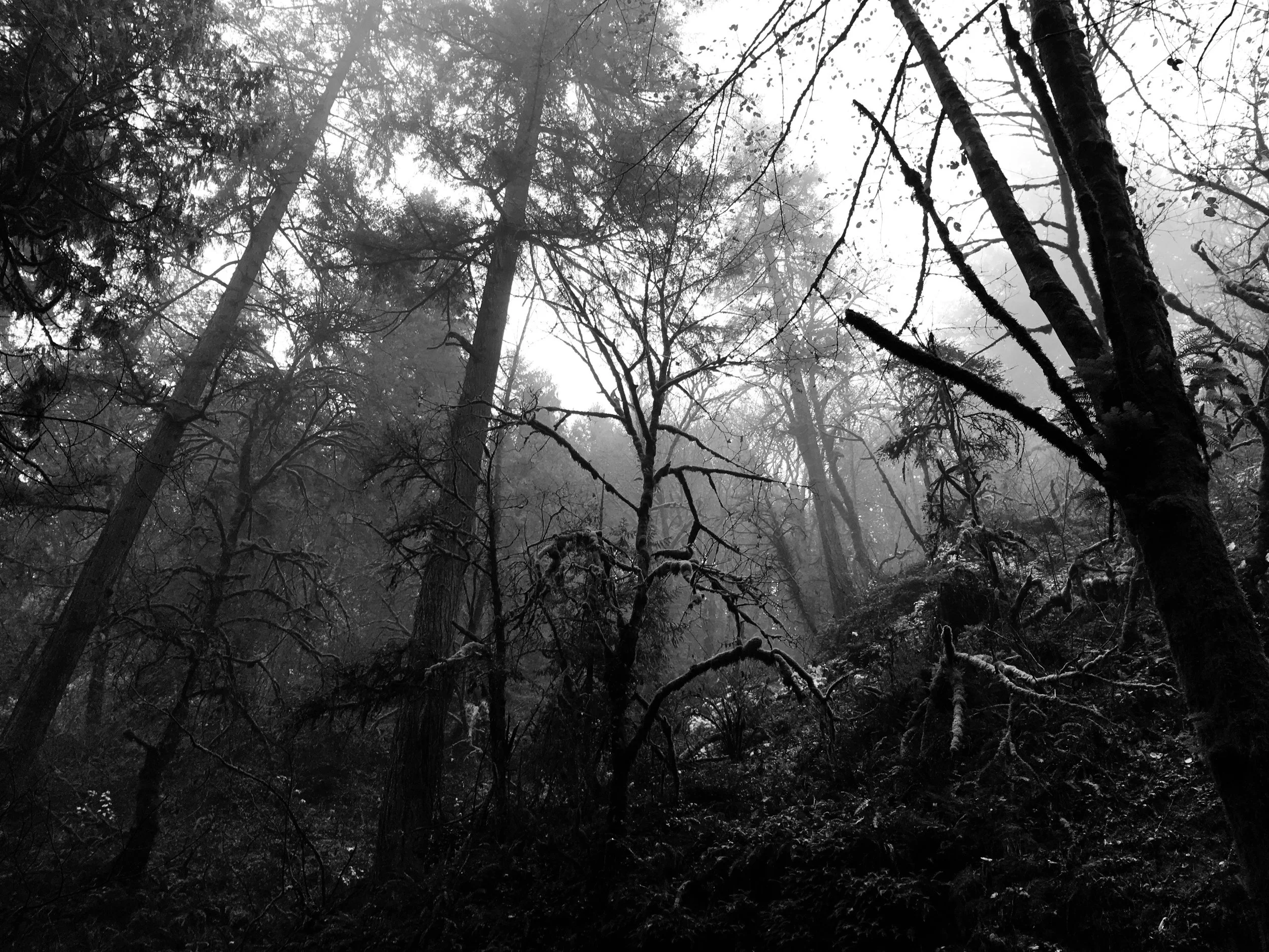 Forest Park, Portland, Oregon