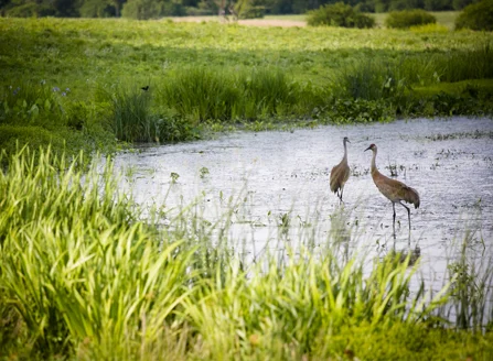 The Blueprint: DNR Holds Webinar to Provide Guidance on Recently Passed Wetland Law