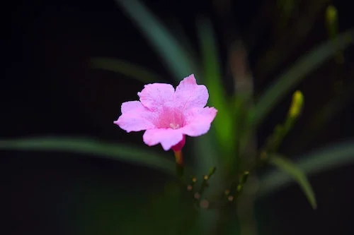 Flowers 3.jpg
