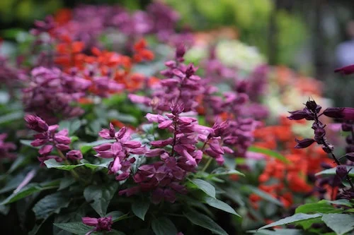 Flowers 4.jpg