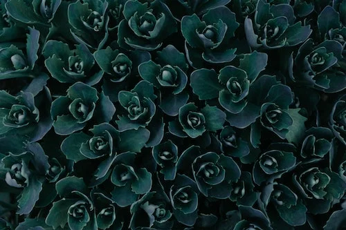 Flowers 6.jpg