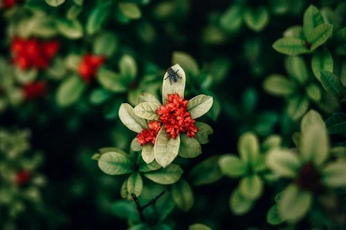 Flowers 9.jpeg