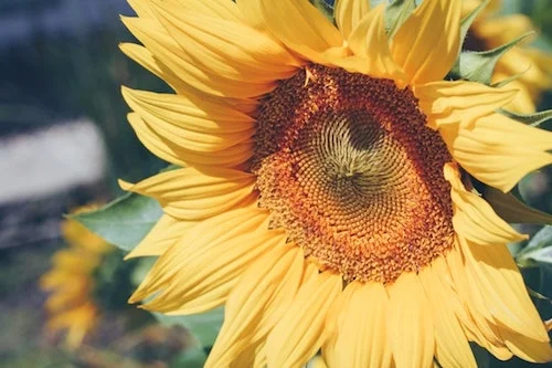 Flowers 10.jpeg